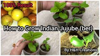 How To Grow Indian Jujube (Ber) at home by H\u0026H Creations