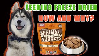 How to Feed Primal Freeze-Dried Formula | Product Review | alusky cypher