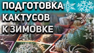 Уход за кактусами. Подготовка кактусов к зимовке.  Кактусы и суккуленты.