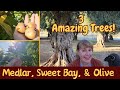 3 Low-Maintenance, Useful TREES! Medlar, Sweet Bay, & Olive ~ Grow a Beautiful Food Forest!