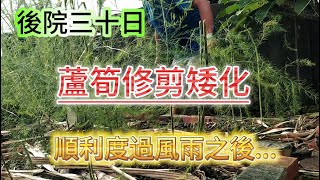 [後院三十日]02風雨來臨前 針對蘆筍修剪矮化 降低風阻後 新生蘆筍長出後 母莖汰換原則