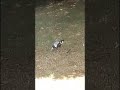 australian magpie bird using feet to break up food