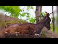 金沢動物園🐨kanazawa zoo！！🐘🦒