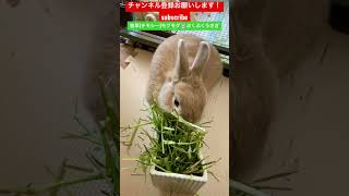 牧草(チモシー)モグモグ🐰ぷくぷくうさぎ #rabbit #うさぎ