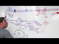 Cell Biology  Cell Cycle Regulation