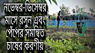 নভেম্বর ডিসেম্বর মাসে পেঁপে এবং রসুন সমন্বিত চাষের করনীয় | কৃষি বিপ্লব | #কৃষি #পেঁপেচাষ #রসুনচাষ