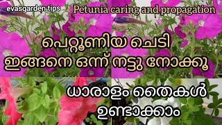 petunia plants caring\u0026 propagation      പെറ്റൂണിയ ചെടി ഇങ്ങനെ നട്ട് ധാരാളം തൈകൾ ഉണ്ടാക്കാം🤗🤗🤗