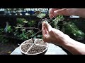 bonsai diary ♯120「how to a make bonsai」juniper　素材（杜松）トショウ