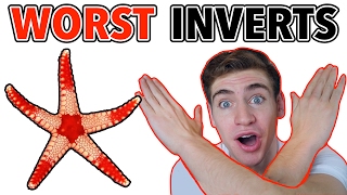 5 Inverts Beginners Should AVOID!