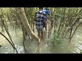 সুন্দরবনের কেওড়া ফল পাড়ার কিছু মুহুর্ত keora fruit laying in sundarbans ❤️