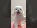 뚝딱 말티즈 얼굴 미용 40초 과정 dog teacup maltese grooming haircut tutorial✂️ cutedog shorts doggrooming