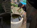 Kasih Makan Aligator. #shortvideos #fishaquarium #hewanpeliharaan #ikan