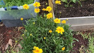 Tham quan lại 1 vòng vườn rau quả của Vườn Rau Gia Đình!