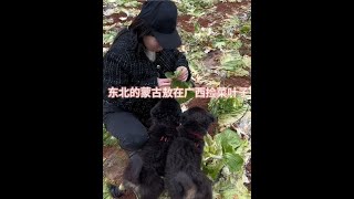 捡来的蒙古敖就是好养。大白菜🥬也吃。什么都吃。三个月狗粮可以停了。以后可以吃米饭和菜了。#东北人去广西 #蒙古敖犬 #带着狗狗一起流浪 #随拍