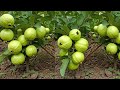 🌿How to grow guava and other fruits in your Garden 🍓🍑🌱🌴🪴🌹