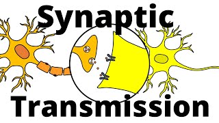 Synaptic Transmission – Neurotransmission explained