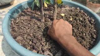 trichoderma organic fungus ট্রাইকোডার্মা ভেরিটি জৈব ছত্রাকনাশক#gardening