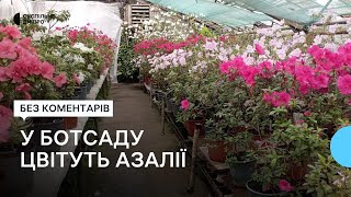 У Криворізькому ботсаду пік цвітіння азалій - трояндових дерев