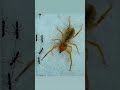 camel spider vs ants