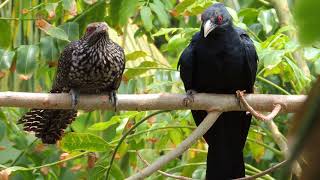 Asian Koel | Cuckoo bird | Koyal Bird (कोयल) | කොහා - Male \u0026 Female (母鳥與公鳥)