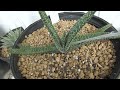 how to cross aloe with gasteria