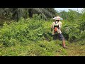 Cara potong rumput tinggi dan super semak