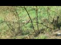 first ever rare footage of black francolin fight wildlife documentries