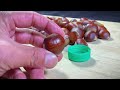 it s the season to eat chestnuts again share the correct method soft waxy and sweet