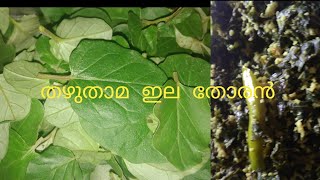 തഴുതാമ  ഇല തോരൻ