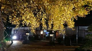 丹生酒殿神社 大きなイチョウの木(和歌山県伊都郡かつらぎ町)