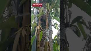 Part3 lanjut pokok kedua pemotongan biar lebih pendek #yutubeshorts #durian