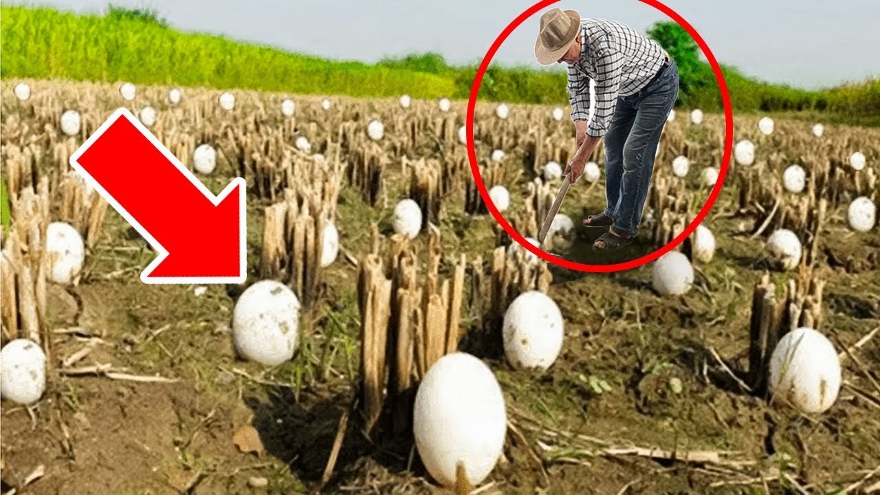 Farmer Finds STRANGE Eggs In His Crops – He Bursts Into Tears When They ...