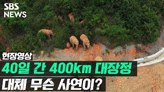 보호구역 탈출해 40일간 400km 중국 대륙 활보 중인 코끼리 (현장영상) / SBS