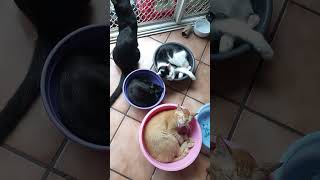 Funny cats chilling!வேடிக்கையான பூனைகள் ஓய்வெடுக்கின்றன!#cat #cutecat #funny