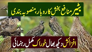 How to start batair farm | Quail farming in Pakistan | Bater Farming Business |