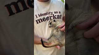 Minki the Meerkat is so CUTE 🥰 #meerkat #cuteanimals #cute #animallover #farmlife