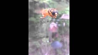 Video of hoverfly flying and making hoverfly buzzing sound / noise