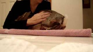 Expressing a rabbit's bladder