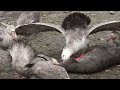 giant petrels eating antarctic fur seal carcass