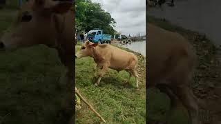 cow unloading, cow videos, cow video, big cow, goru hamba cow #shorts