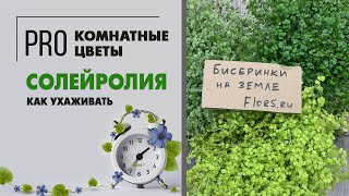 Солейролия - комнатный цветок с нежнейшими листиками. Почвопокровное изящное растение.