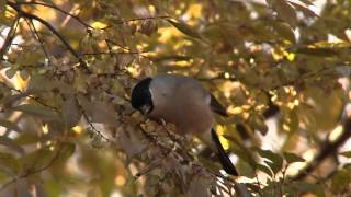 ウソ 01　Eurasian Bullfinch 01　(Pyrrhula pyrrhula)