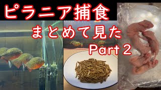 ピラニア捕食　まとめて見たPart2　ピンクマウス　ミルワーム　金魚など