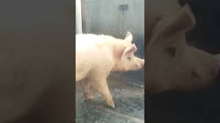 అతి పెద్ద పంది #trending #pig #farming #viralshorts@Rajdev395