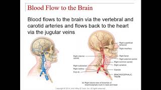 Chapter 14 - Brain and Cranial Nerves