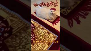 The cat is praying | القطة تصلي