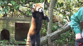 ズーラシア　レッサーパンダのおやつ食べタイム（イチゴ） Red Panda ICHIGO