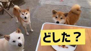 サイレント柴犬(圧)w