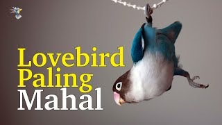 7 Jenis Burung Lovebird Paling Mahal Bulu Tercantik