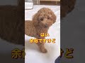 369日目【トイプードル】賢い犬は壁に手をつく、挑戦した結果… 日常 いぬのいる生活 壁 賢い shorts